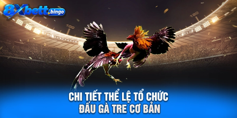 Chi tiết thể lệ tổ chức đấu gà tre cơ bản